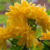 Kerria japonica flora plena - Abriachan Nurseries, The Garden On Loch Ness